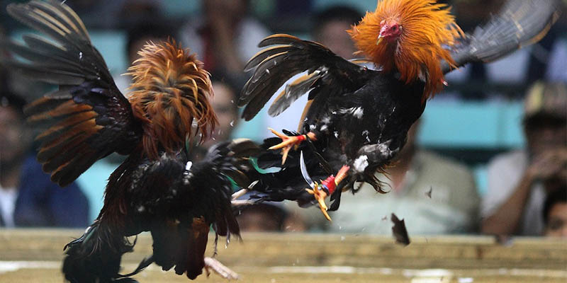 Cách nuôi gà đá cựa sắt chuẩn bằng chế độ tập luyện khoa học